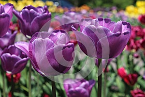 Purple Tulips in Full Bloom