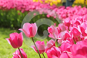 Purple tulips garden