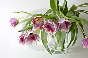 Purple tulips in glass vase on white background, still life, beauty of nature ,spring flowers.