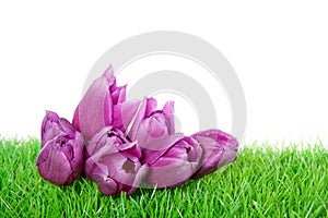 Purple tulips in on a green lawn