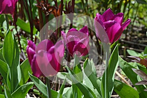 Purple tulips with green leaves in sunlight. Lilac spring flowers