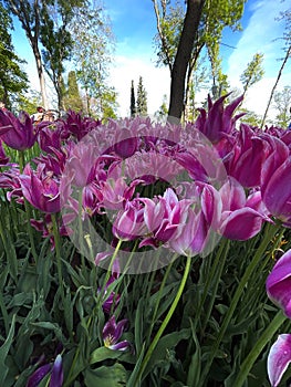 purple tulips grow in the garden along the road in Turkey