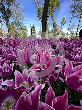 purple tulips grow in the garden along the road in Turkey (June, 2022)