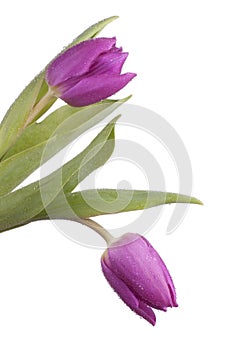 Purple tulips, isolated