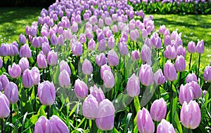 Purple Tulips in Keukenhof Park
