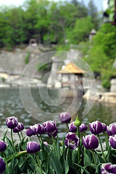 Purple Tulips Lakeside