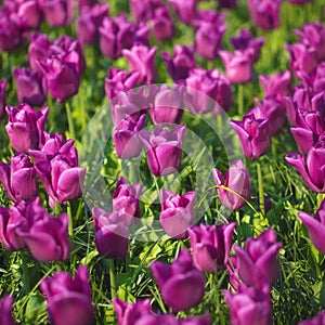 Purple tulips meadow