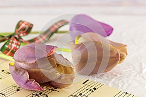 Purple tulips on a music sheet