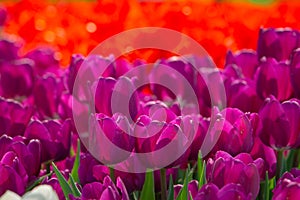 Purple tulips in the park in the spring. Spring blossom background