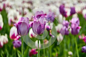 Purple tulips with pink veins.