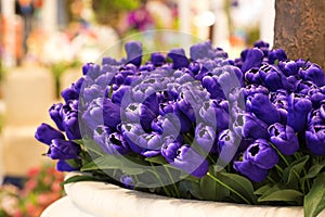 Purple tulips in pots