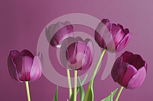 Purple tulips on purple 1