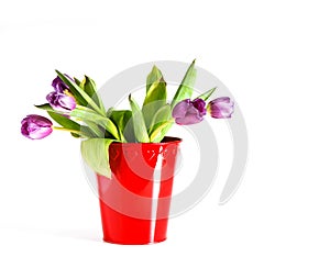 Purple tulips in red bucket on white background. Spring bouquet