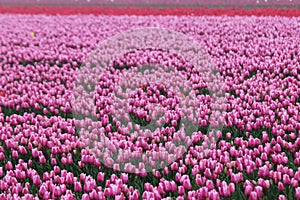 Purple tulips in rows on  a flowerbulb field in Nieuwe-Tonge in the netherlands during springtime season and fog.