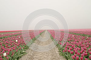 Purple tulips in rows on  a flowerbulb field in Nieuwe-Tonge in the netherlands during springtime season and fog.