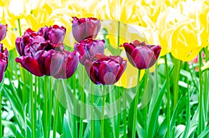 Purple tulips, in spring, under the bright sun in the garden of Keukenhof-Lisse, Holland