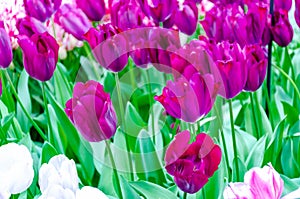 Purple tulips, in spring, under the bright sun in the garden of Keukenhof-Lisse, Holland
