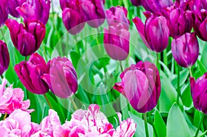 Purple tulips, in spring, under the bright sun in the garden of Keukenhof-Lisse, Holland