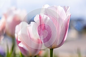 Purple tulips in the sun