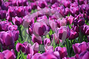 purple tulips in sunlight in rows in a flower field in Oude-Tonge on the island Goeree Overflakkee in the Netherlands