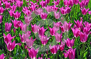 Purple tulips in sunshine