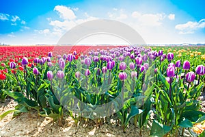 Purple tulips in sunshine during summer