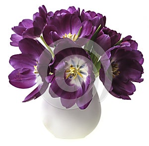 Purple tulips in a wase