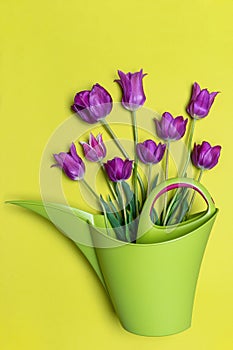Purple tulips in watering can on light pastel background. Creative composition in violet and green, greeting card for spring