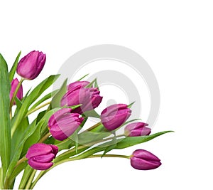 Purple tulips on a white background