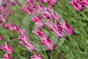 Purple tulips in the wind