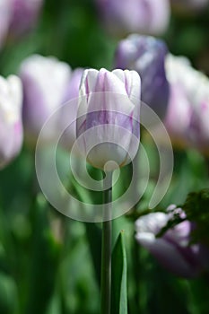 Purple Tulips at Windmill Island Tulip Garden