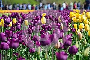 Purple Tulips at Windmill Island Tulip Garden