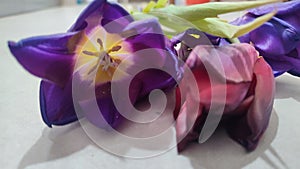 purple tulips with yellow centers, flowers, plant flora, botanical species variety