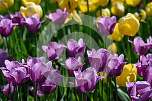 Purple Tulips with Yellow Flowers in Background