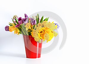 Purple tulips and yellow narcisus in red bucket on white background. Spring bouquet