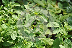 Purple Tulsi Basil - Ocimum tenuiflorum