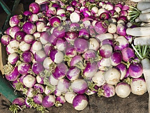 Purple Turnip