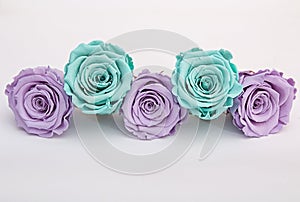 Purple and turquoise roses isolated on white
