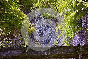 Purple twining climber, wisteria floribunda, Japanese wisteria