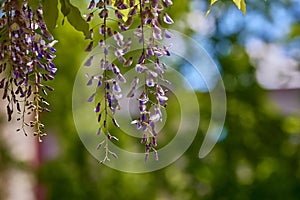 Purple twining climber, wisteria floribunda, Japanese wisteria