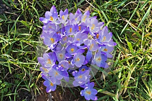 Purple, ultra violet crocuses, flower carpet on a meadow