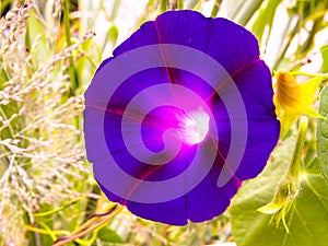 Purpurová ultrafialový ráno sláva kvetina v z zelený 