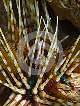 Purple Urchin Shrimp