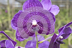 Purple Vanda Hybrid Orchid