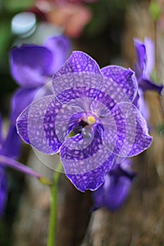 Purple vanda orchid