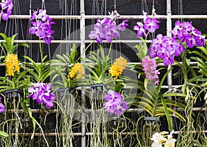 Purple Vanda orchid