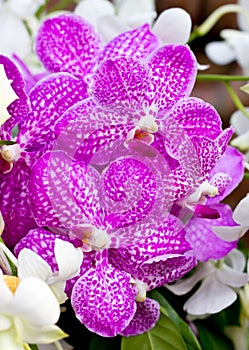 Purple Vanda Orchid.