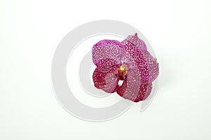 Purple vanda orchid