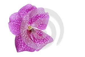 Purple vanda orchid