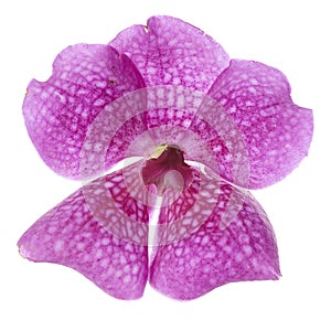 Purple vanda orchid